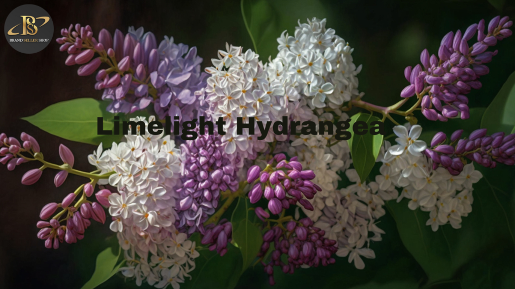 Limelight Hydrangea